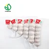 Jin Xiang fresh normal white garlic price importance of garlic china supplier