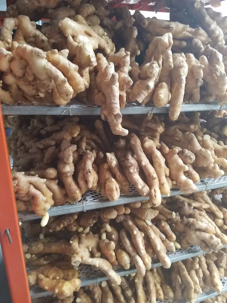 Dried Whole And Split Dry Ginger Buy Spicy Mature Gingerair Dried 