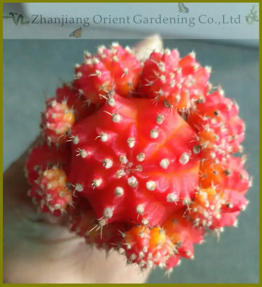 
Live plant Color Gymnocalycium mihanovichii grafted Cactus for sale 