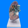 Human Right Lung Bronchus Model