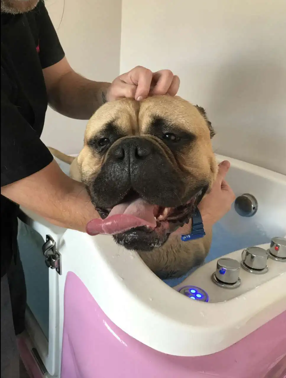 Ozone Dog Grooming Hydro Spa Massage Bath Hot Tub For Pet Buy Ozone