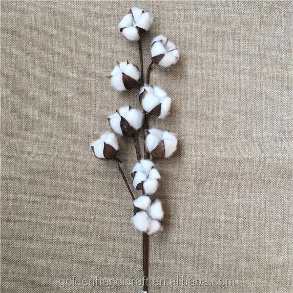 Dried Cotton Stems Natural Flowers Wholesale Indoor Decoration Buy Natural Flowers Wholesale