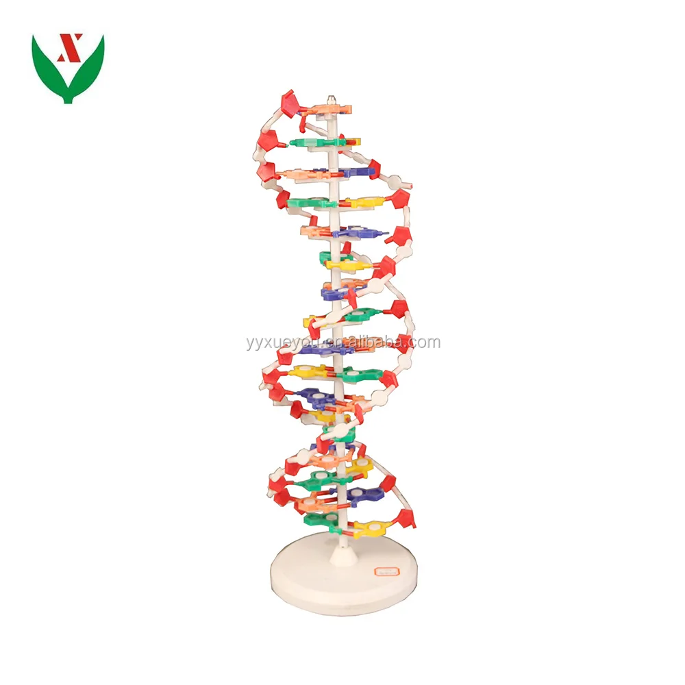 Dna Molecule Structure Model Biological Anatomical Model Buy Dna Molecule Structure Dna Molecule Model Dna Structure Model Product On Alibaba Com
