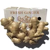 Wholesale Price 13.6kg Carton Packing Chinese Air Dried Ginger