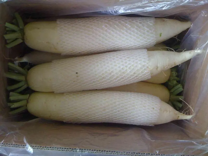 
chinese fresh radish turnip 