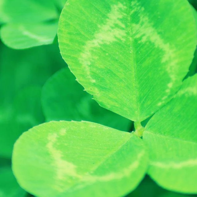 
TOP Quality Clover seed 2018 