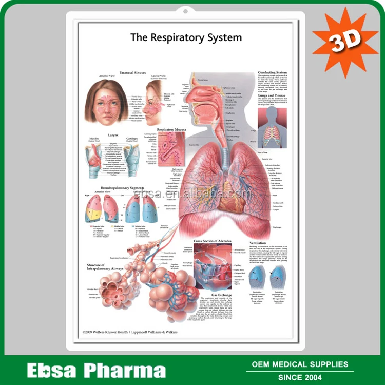 physiology respiratory system hd charts