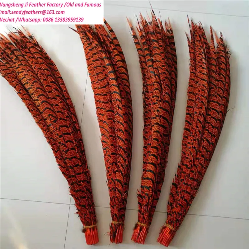 pheasant feather zebra.jpg