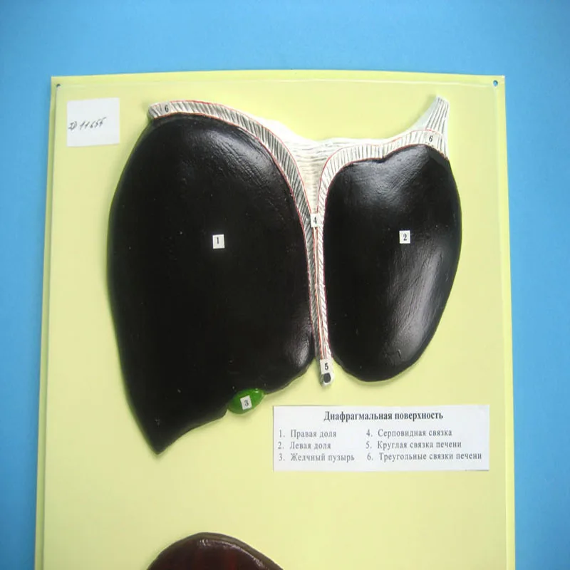 
Biology Teaching Aids Anatomical Bas Relief Model of Human Liver 