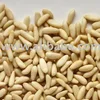 Pine nut kernels