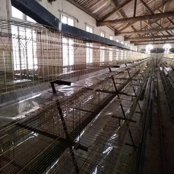 Download 10000 Layer Chickens Farm Bird Cage For Sale - Buy 10000 ...