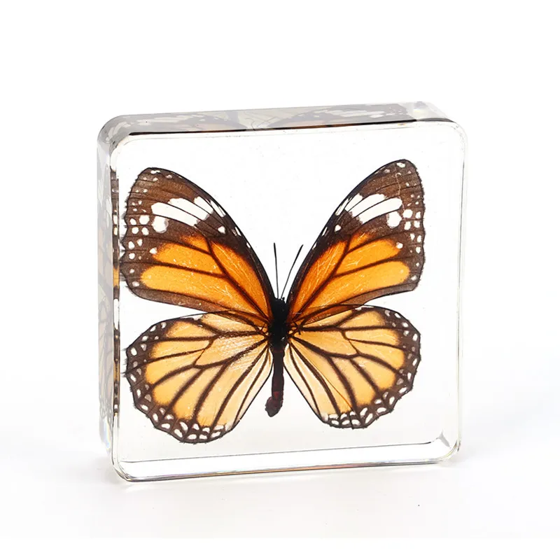 蝴蝶嵌入式标本树脂工艺品材料为孩子真正的昆虫教学标本