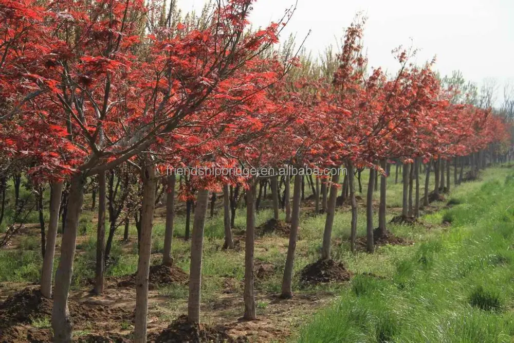 
Purple Japanese Maple tree(Acer palmatum cv.Atroparpureum) 