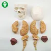 Eight Brain Anatomical Models of Human Skull Model