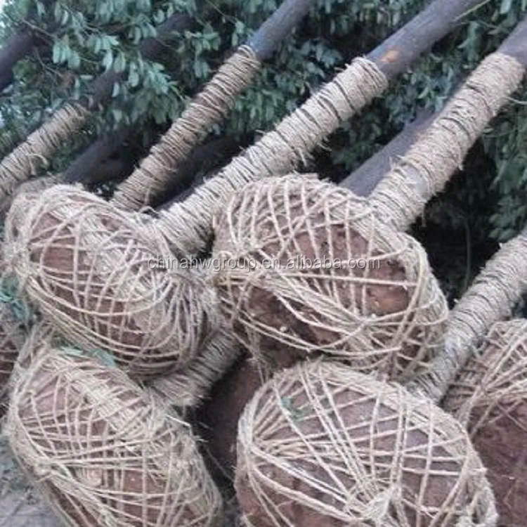 Optimal tree spade transplanting machine for sale