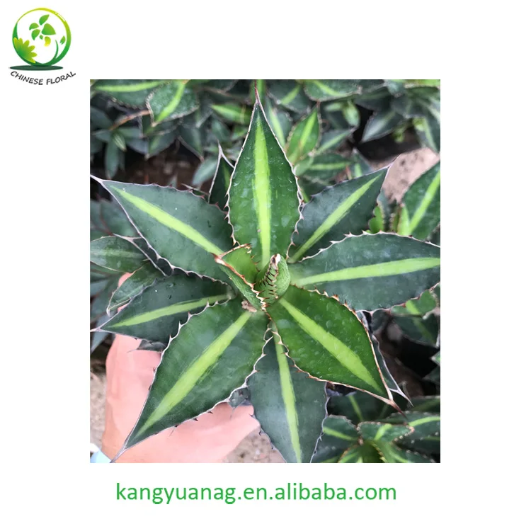 
Natural colorful Agave live plants from China 