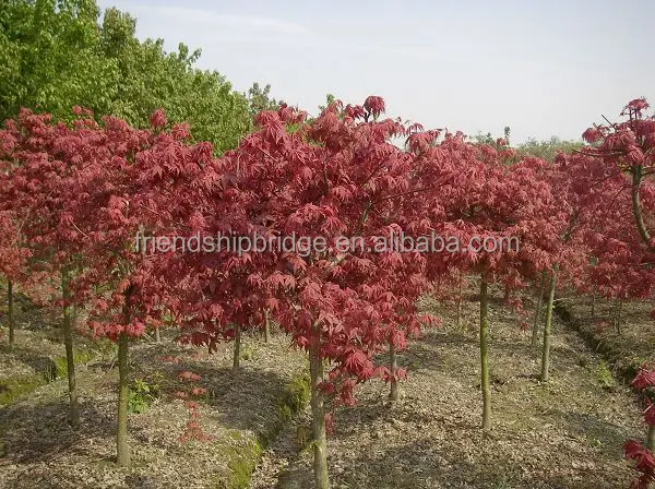
Purple Japanese Maple tree(Acer palmatum cv.Atroparpureum) 