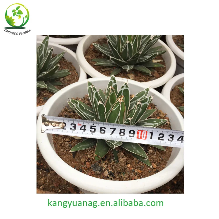 
Natural colorful Agave live plants from China 