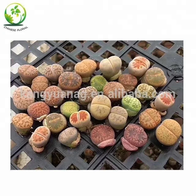 
Lithops 1-3cm for wholesale 
