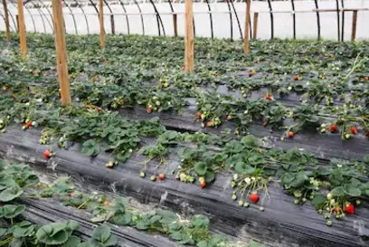 
pe agricultural black mulch film with holes 