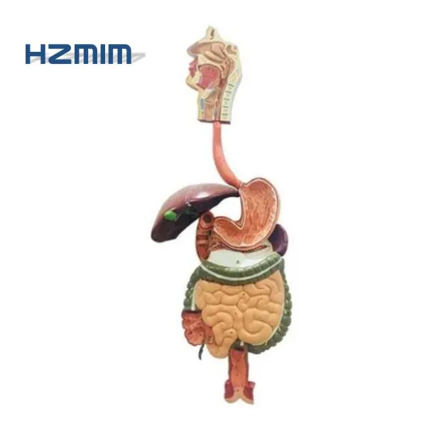 

Human Biological Anatomical Digestive System Model