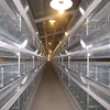 Tanzania 4 tiers 128 Birds Chicken Layer battery cages laying hens