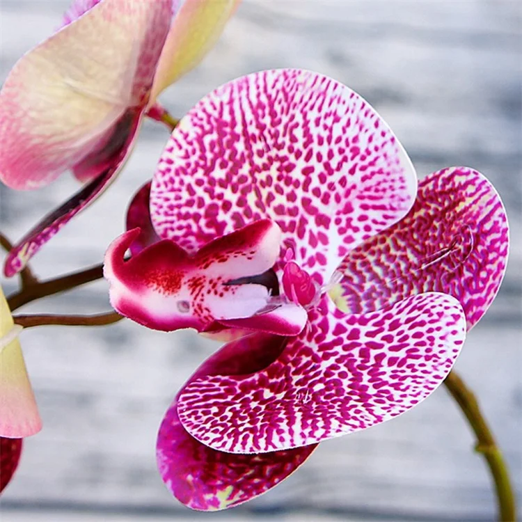 Hot Sale Real Touch Latex Artificial Phalaenopsis Orchid Flower Wholesale 3 D Printing