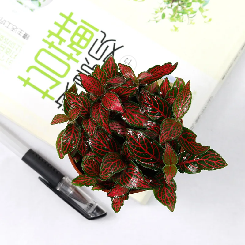 
Ornamental plant bonsai fittonia verschaffeltii 