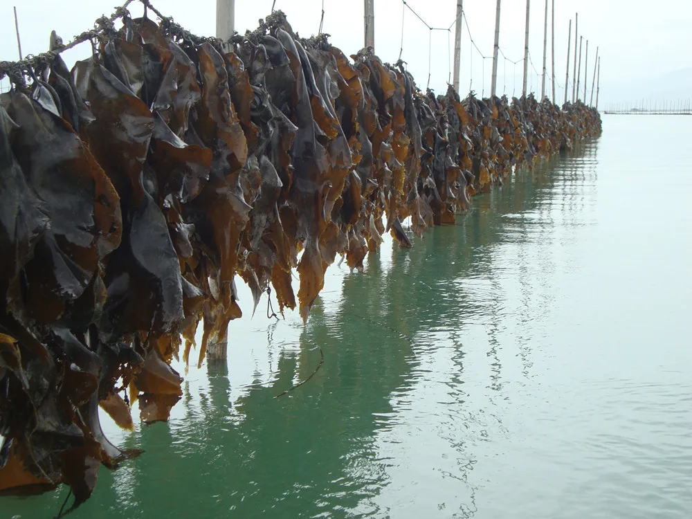 kelp laminaria japonica