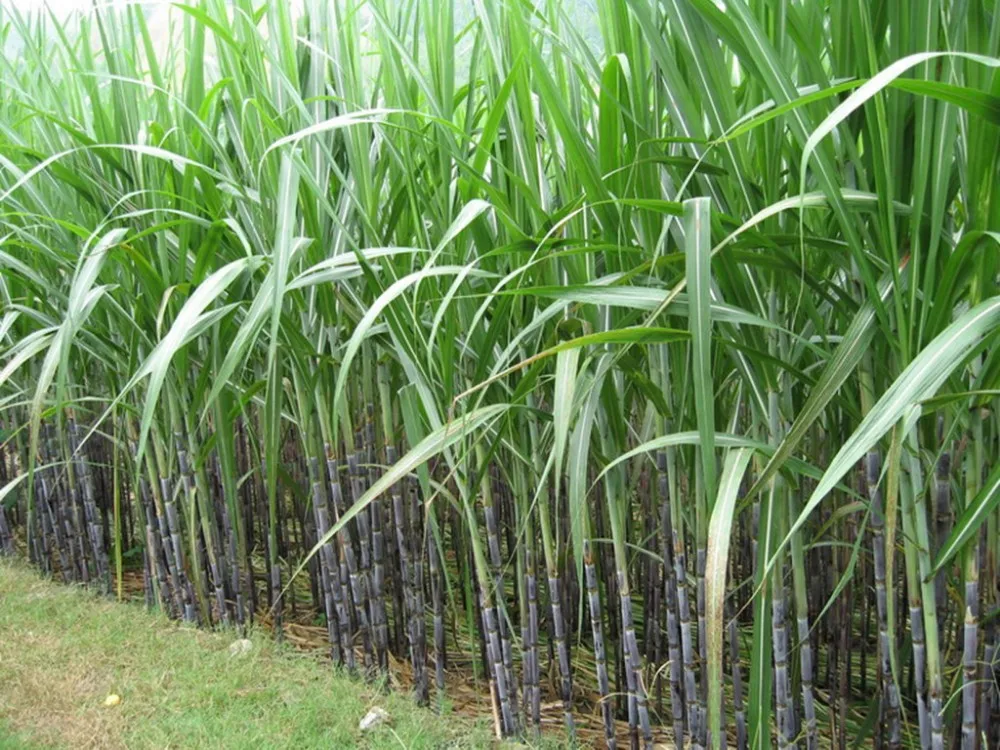 Тростник обыкновенный (очерет). Тростник использование. Сахарный тростник ямайка. Сахарный тростник в бразилии. Тростник использование.