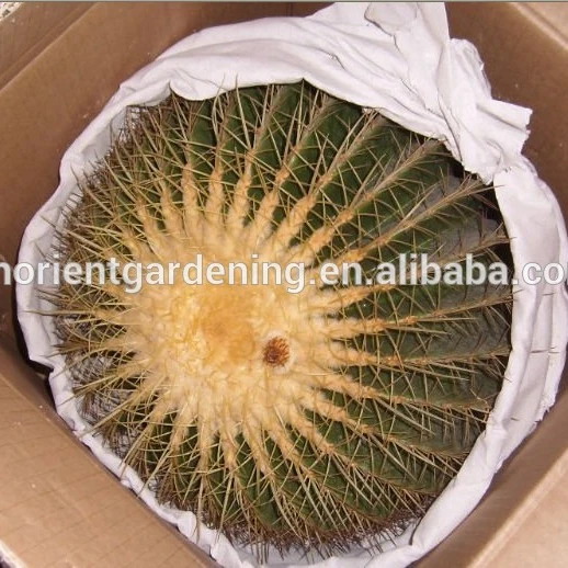 
mammillaria Hahniana 5.5cm mini cactus succulent indoor plants bonsai nursery echinocactus grusonii cereus cacti opuntia dilleni 