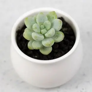 
Chinese Wholesaler Echeveri Sedum Clavatum Succulent Plants with Cheap Price 