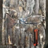 BQF frozen equator squid big size china factory