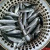 2018 New Catching superior Seafood Frozen Blue Round Scad fish Japanese horse mackerel for sale