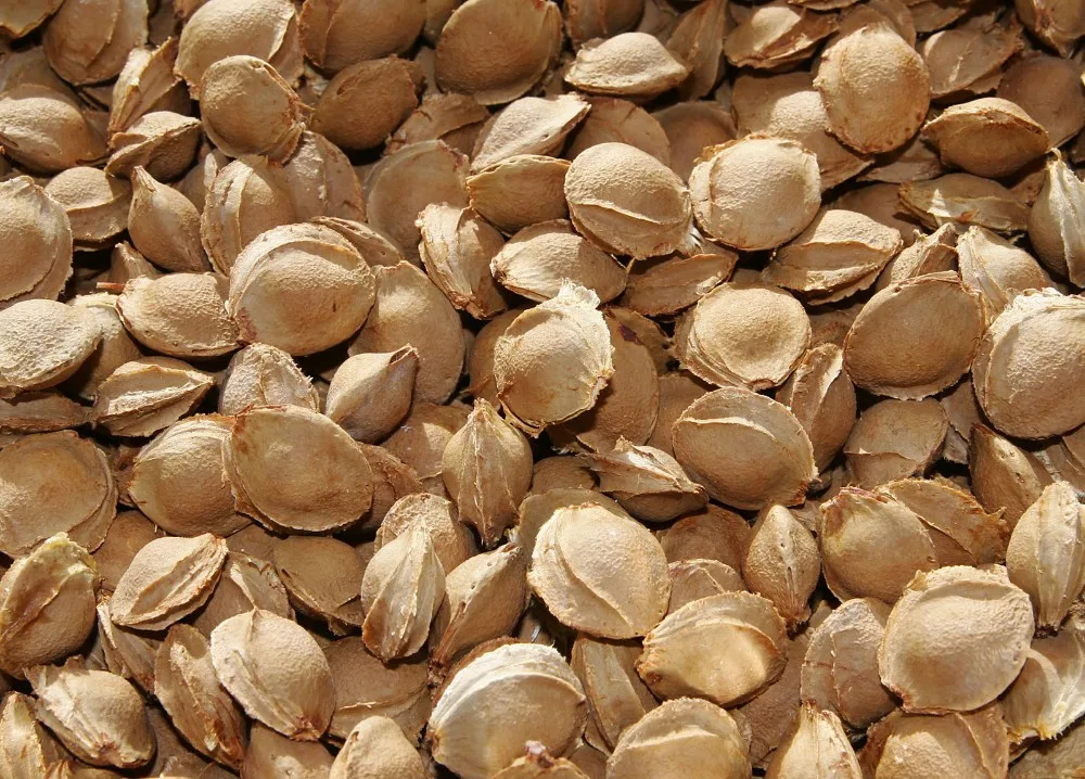 
Manufacturer OF Organic bitter apricot kernels b17 cancer cure 