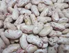 Free sample light speckled kidney beans for export