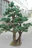 2013 new unique style pine tree with seeds hot sale
