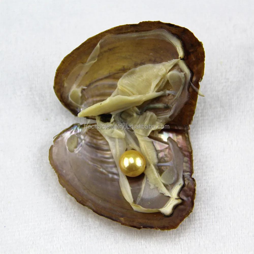 Wholesale Oyster Shells With Aaa Grade Pearl,913mm Round Edison Pearls