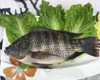 Congo Market Needed Frozen Black Tilapia Whole round