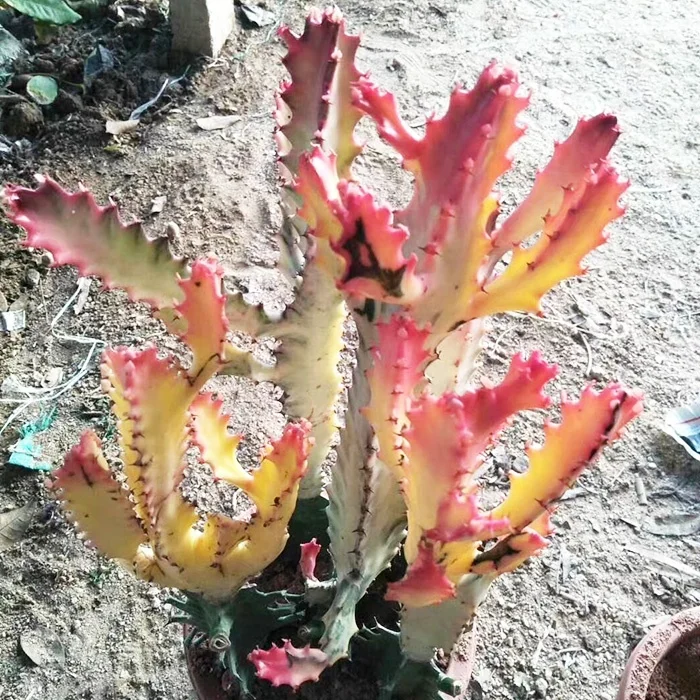 
Wholesale flower cactus nurseries succulent 