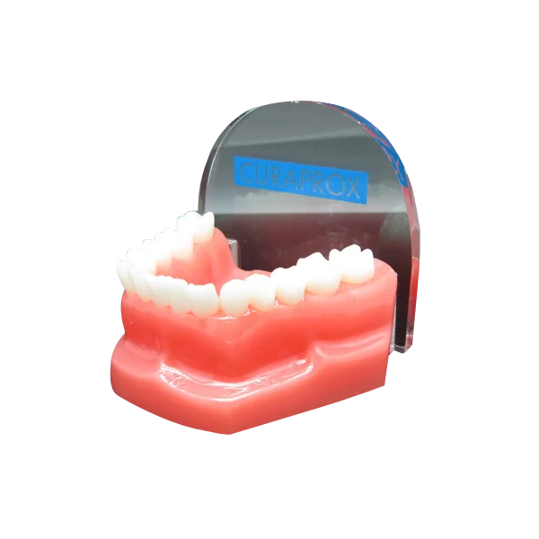 Dental artificial teeth model