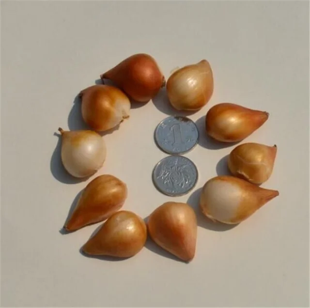 tulips bulb seeds (3).png