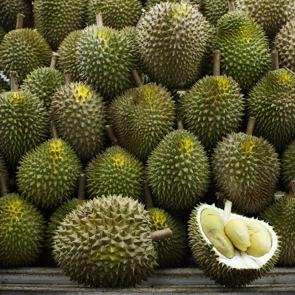 Sik Sulama 10 M Max Yukseklik Meyve Fide Durio Zibethinus Durian Fidan Buy Durian Fidan Durian Fide Durio Zibethinus Product On Alibaba Com