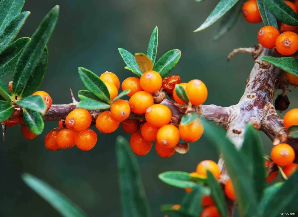 Sea buckthorn перевод. Sea Buckthorn Fruit. Семена облепихи. Sea-Buckthorn chimeraland. Mediterranean Buckthorn.