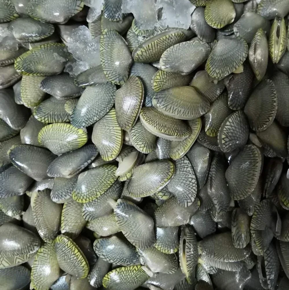 
Frozen Baby Clam /Oil Clam 