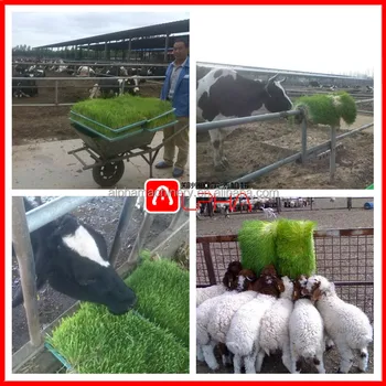  Hidroponik Barley Fodder Sprout Farm Mesin Untuk Sapi 