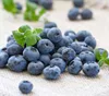 high proficiency blueberry wine processing/fruit wine production line
