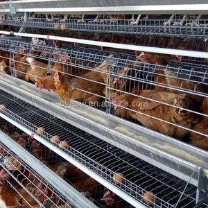 Chicken Cages System For Sale In Kerala In India