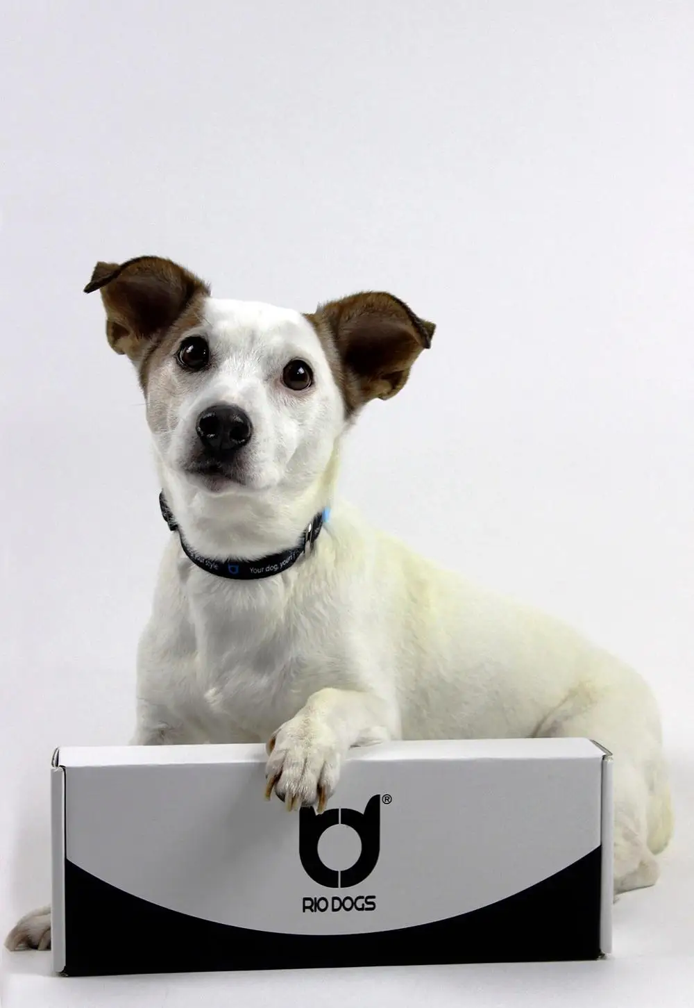 dog collar-qqpets (3).jpg