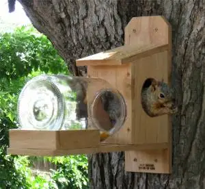 Buy Nuthouse Squirrel Jar Feeder Great Gift And Entertainment
